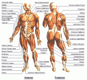Anatomy bild på kroppen